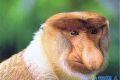 揭秘长鼻猴的那些不为人知的事情 你了解吗