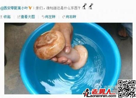 >什么是肉灵芝？太岁肉灵芝的养生功效【图】