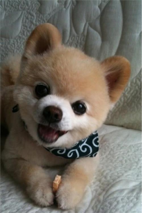 博美幼犬长不大的茶杯犬韩国日本迷你袖珍狗纯白色宠物