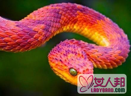世界上十大最美的蛇