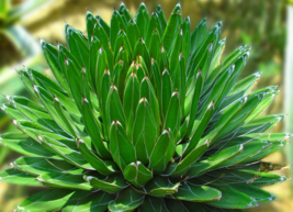 什么植物吸收甲醛最好？吸收甲醛的室内植物