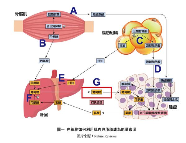 >我特别嗜睡是什么原因 12症状恐是恶病质作祟