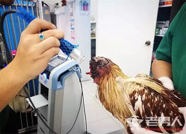 泰国无头鸡存活一周 每日通过灌输食物抗生素存活