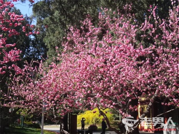 京城迎来最佳赏花期 什么时候赏花效果最好