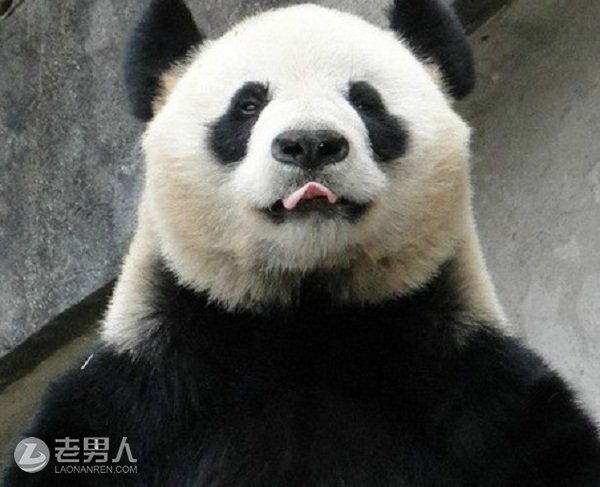 大熊猫发飙攻击饲养员 双手腕骨被咬断
