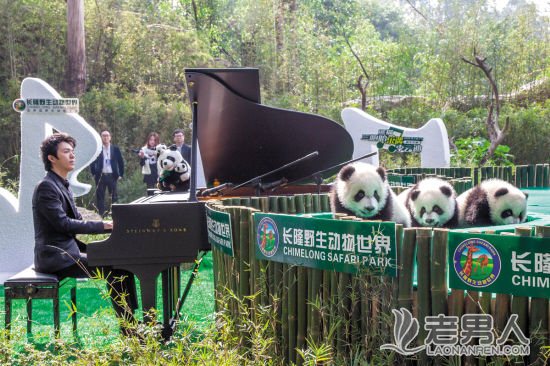 对“熊猫”弹琴！李云迪演奏祝福全球唯一大熊猫三胞胎（图）