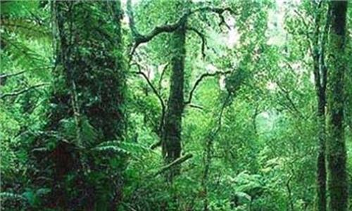 热带雨林消耗氧气 毒贩在房间种满大麻被抓 现场景象如“热带雨林”