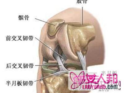 >膝盖结构图片展示 告诉你膝关节四大结构