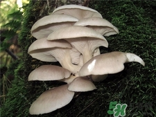 凤尾菇的营养价值 凤尾菇的功效与作用