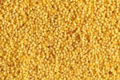 粟米是什么 粟米的功效和营养价值