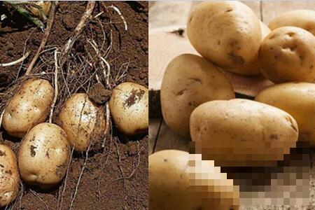 >马铃薯和土豆的区别 食用的注意事项