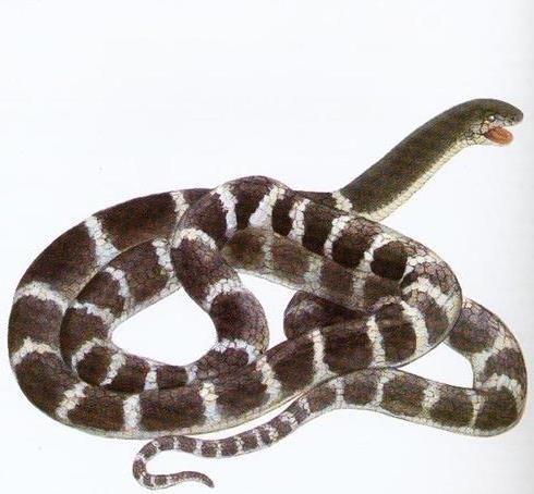 >【银环蛇毒性】银环蛇:中国毒性最强的毒蛇 咬人时从不警告