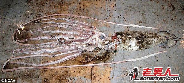 墨西哥湾发现巨型乌贼 重47公斤长6米【图】