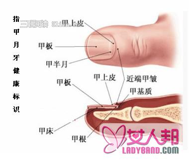手指甲“月牙”反映健康状况