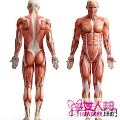 人体肌肉解剖图的展示 了解肌肉的组成结构及作用