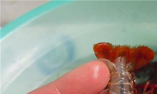 淡水小龙虾 澳洲淡水小龙虾养殖技术、成本以及养殖前景