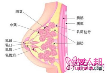 如何预防乳腺小叶增生 小编教你7招远离乳腺小叶增生