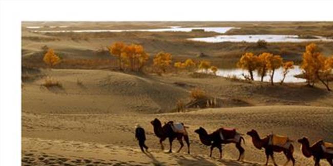 【沙漠骆驼徐天胜版】沙漠骆驼真正的作者是徐天胜吗?