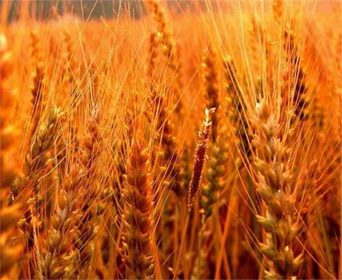 >李振声小麦亩产 小麦亩产1000多斤 渤海粮仓南皮项目区见成效