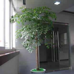 >室内大幸福树平安树大型植物客厅办公室盆栽绿宝观叶盆景幸福