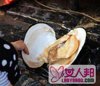 >【河蚌能吃吗】河蚌的营养价值_河蚌怎么吃