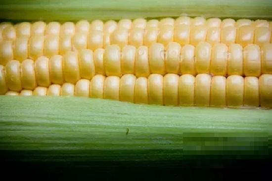 >玉米虽然营养丰富 但是几类人不能吃