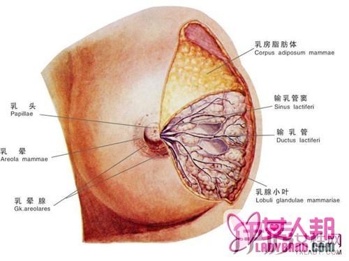 乳腺小叶增生的症状   治疗的八大要点