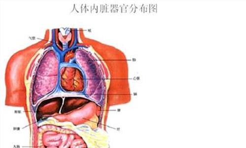 五脏六腑的功能口诀 五脏六腑功能药物口诀