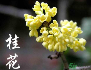 刚摘的桂花怎么处理？桂花摘下来怎么处理？