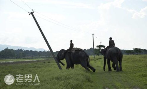 >印度出动大象当推土机强拆3村庄打击盗猎