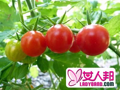 健康饮食：四种菜搭配番茄超营养