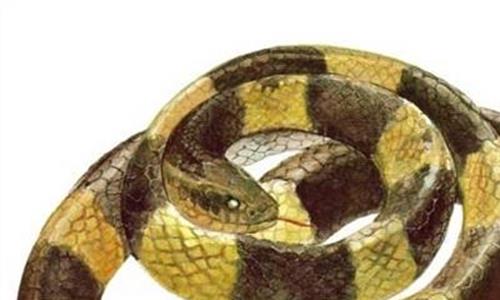 银环蛇是几级保护动物 惊!网购银环蛇当宠物23岁女海归差点丢了命
