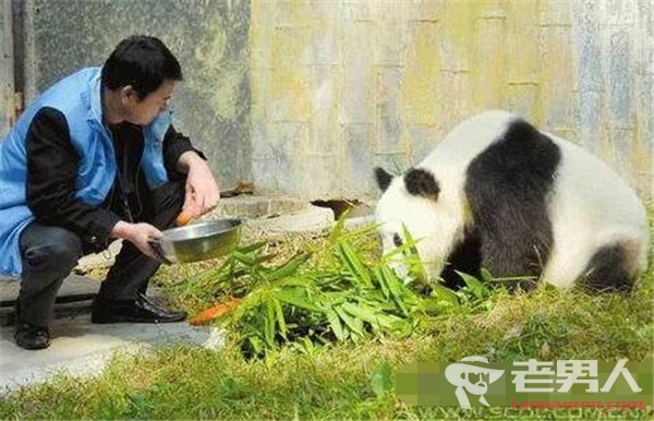 >武汉大熊猫遭虐待身体堪忧 34度不给开空调