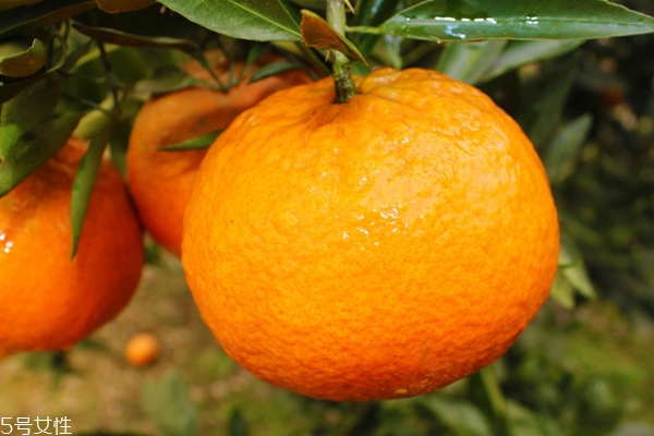 柑橘调香水好闻吗？吃了这个大橘子