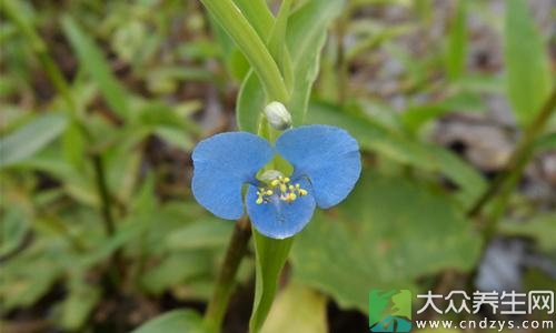 糖尿病人能吃鸭跖草吗