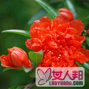 >【石榴花】石榴花的功效与作用_石榴花茶