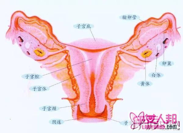 介绍子宫息肉的症状表现 3种检查方法一定要知道