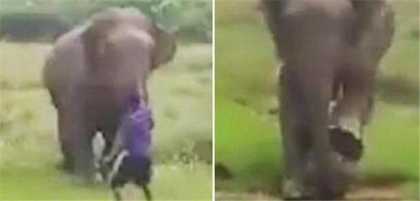 斯里兰卡一名男子试图催眠大象 却不幸被其践踏致死