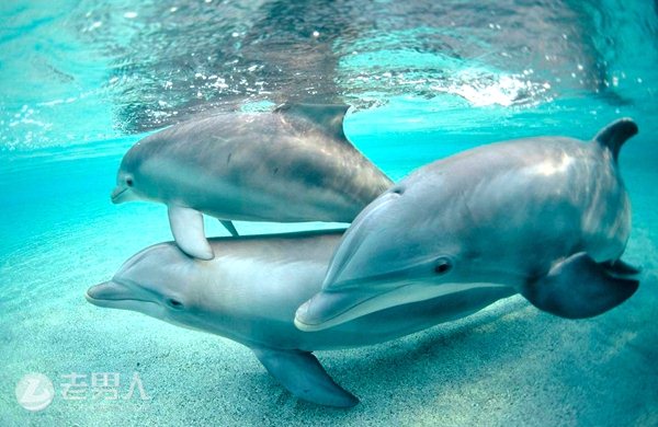 >动物中外表温和的致命杀手 宽吻海豚好激情杀人
