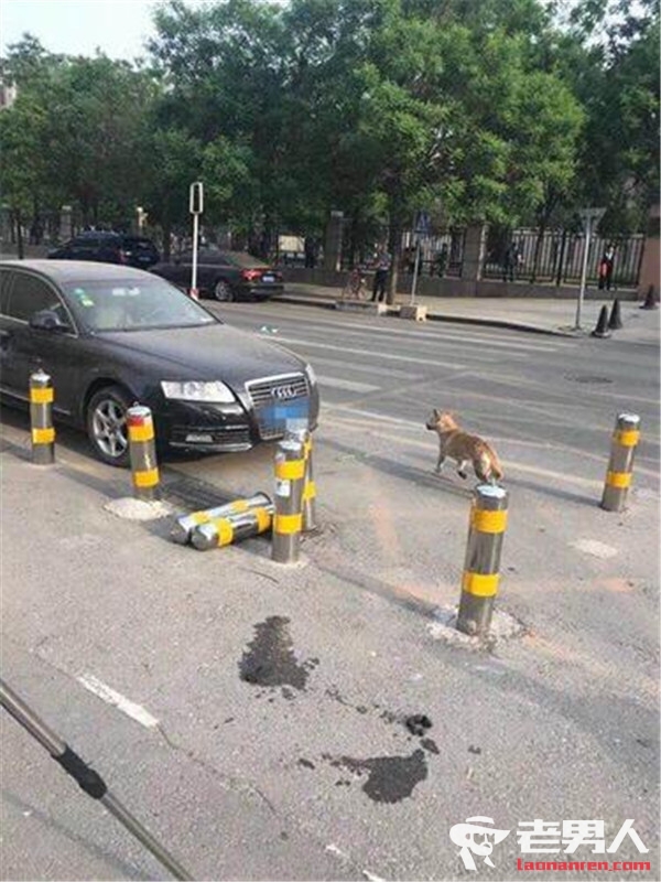 北京多人被狗咬 警方通报：8人被咬正查找流浪狗