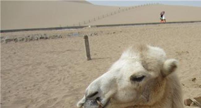 【沙漠骆驼图片】哈工程“食堂版”《沙漠骆驼》上演美食盛宴