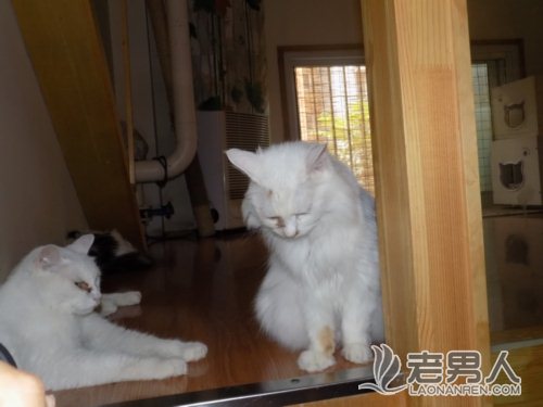 >《探索中国》：流浪猫咪的安息之所