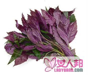 【紫背天葵的做法】紫背天葵的营养价值_紫背天葵有毒吗