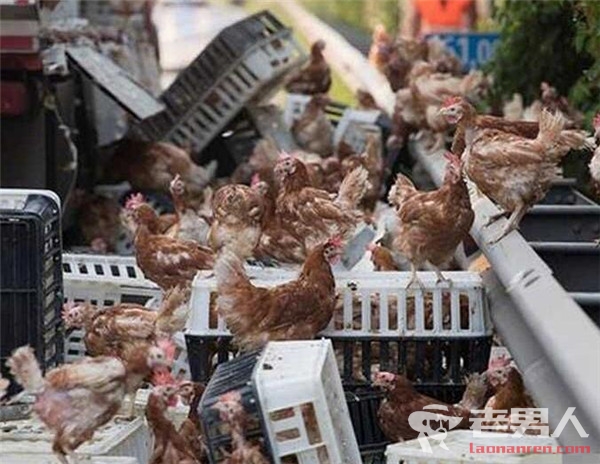 >7000只鸡霸占路 卡车高速发生意外成千只鸡满地飞（图）