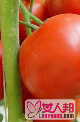 番茄细菌性斑疹病症状和防治方法