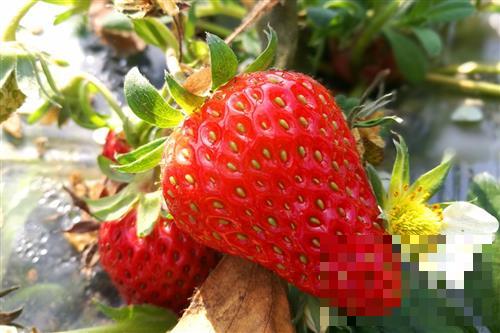 >草莓的功效与作用 吃草莓的好处及坏处