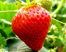 >5月份可以种草莓吗？五月份可以种草莓吗？