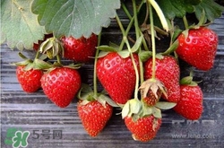 吃草莓大便会变红吗？吃草莓大便变红是怎么回事？