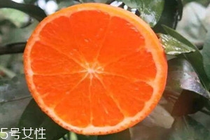 >澳柑和沃柑的区别 澳柑是橘子还是橙子