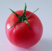 >番茄种子的种植和管理